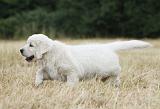 GOLDEN RETRIEVER 708
